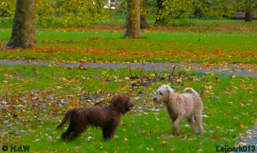 Beestenboel oktober 2025