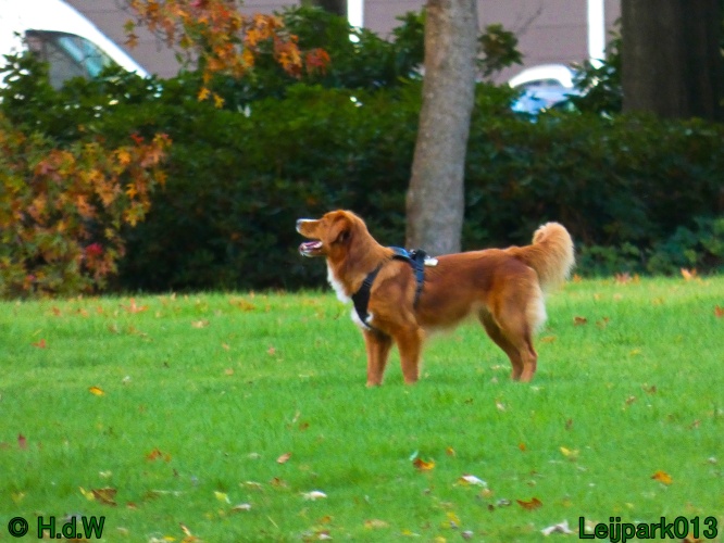 Beestenboel oktober 2025