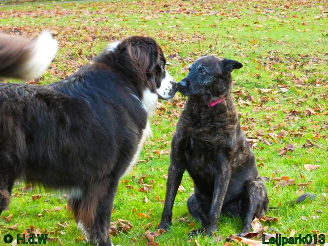 Beestenboel december 2024