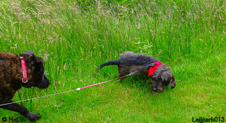 Beestenboel 7 juni 2024