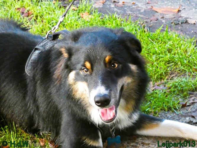 Beestenboel december 2024