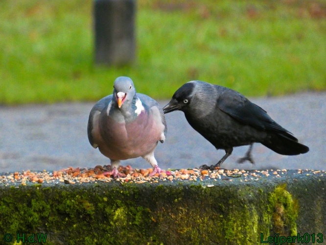 9 &amp; 10 &amp; 11 &amp; 12 januari 2025