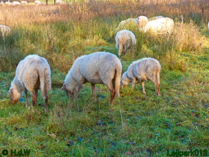 Schaapjes in het Leijpark