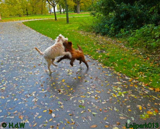 Beestenboel oktober 2025