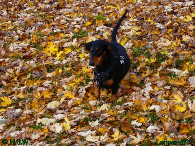 Beestenboel oktober 2025