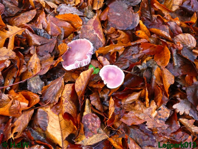 1 &amp; 2 &amp; 3 &amp; 4 januari 2025