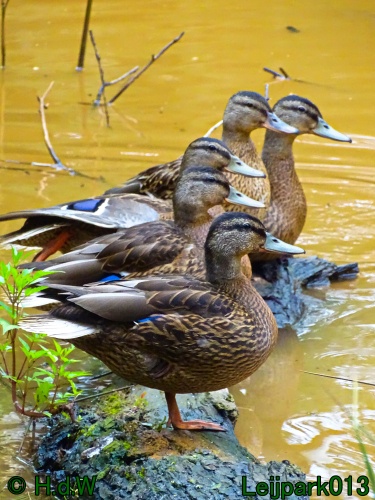 5 &amp; 6 &amp; 7 &amp; 8 juli 2024