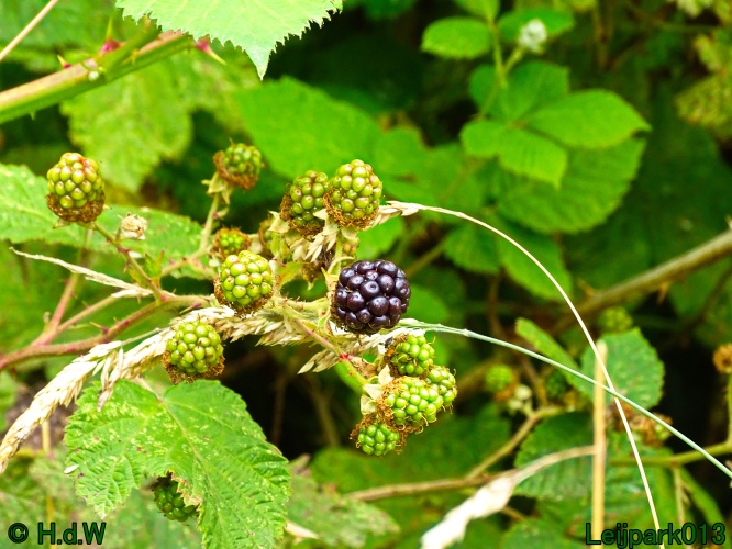 9 &amp; 10 &amp; 11 &amp; 12 juli 2024