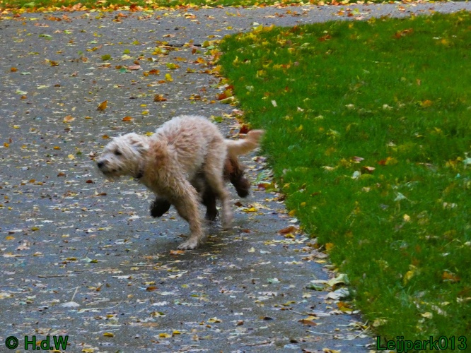 Beestenboel oktober 2025