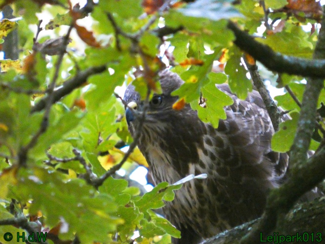 ik heb het gevoel dat ik tijdens het wandelenin het Leijpark dat ik  in de gaten word gehouden ...