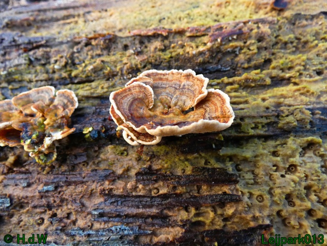 1 &amp; 2 &amp; 3 &amp; 4 januari 2025