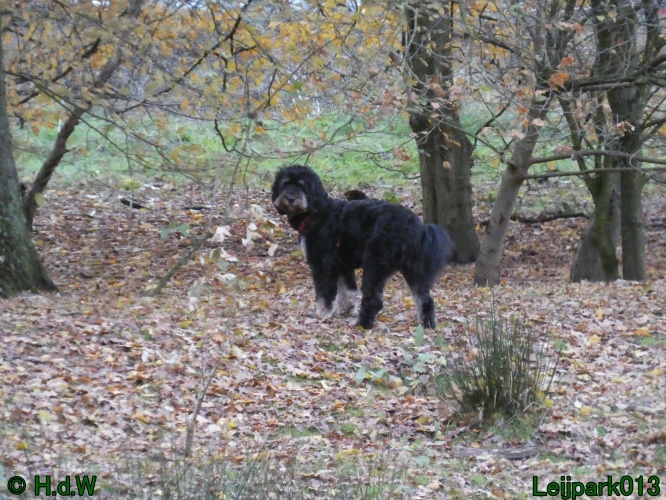 Beestenboel december 2024