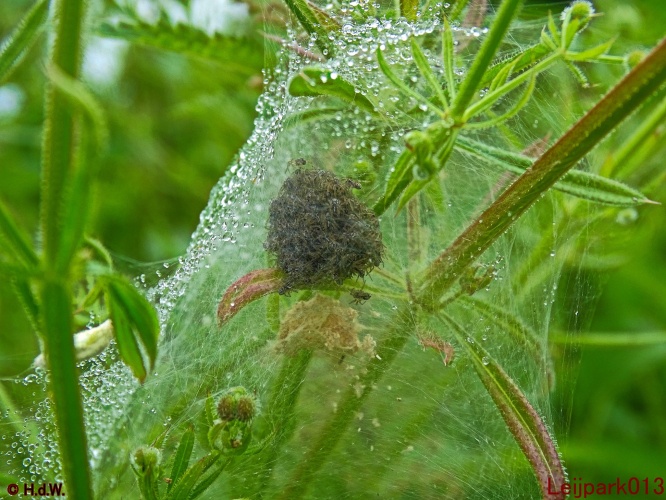 kraamweb