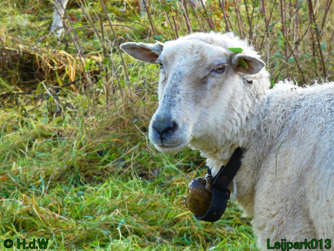 Schaapjes in het Leijpark