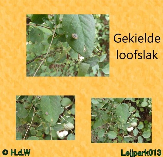 Gekielde loofslak