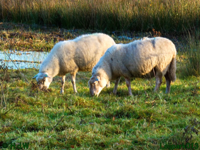 Schaapjes in het Leijpark