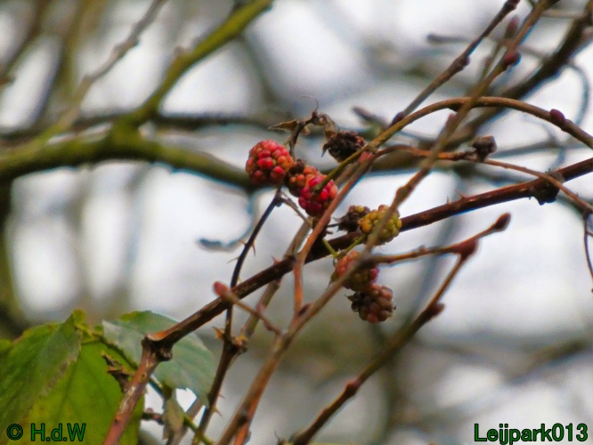 21 &amp; 22 &amp; 23 &amp; 24 januari 2025