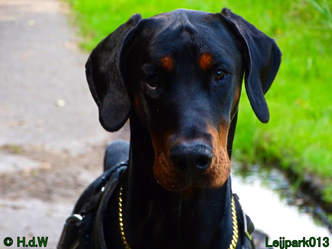 Beestenboel 26 juli 2024