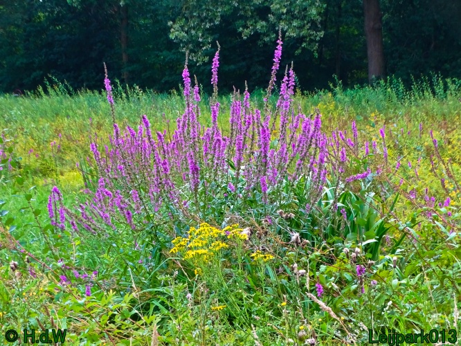 29 &amp; 30 &amp; 31 juli &amp; 1 augustus 2024