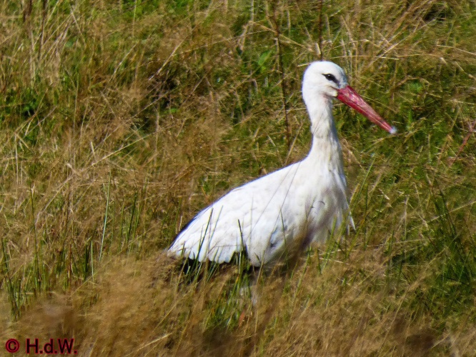 Landal Orveltermarke