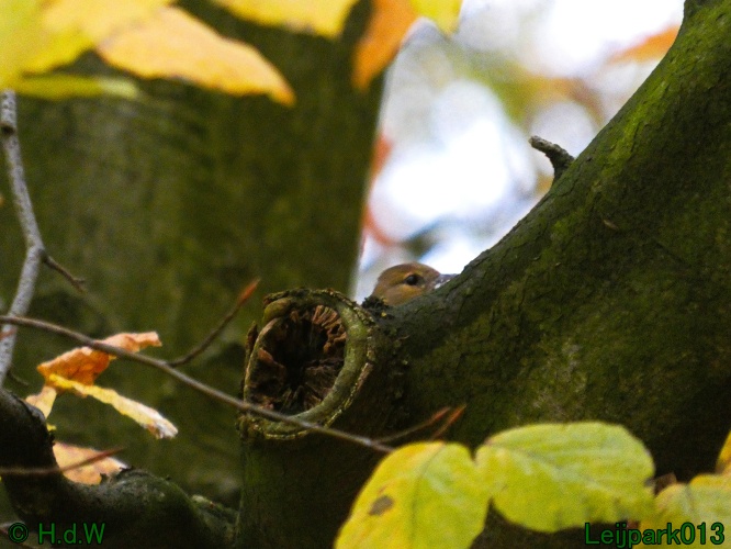 ik heb het gevoel dat ik tijdens het wandelenin het Leijpark dat ik  in de gaten word gehouden ...