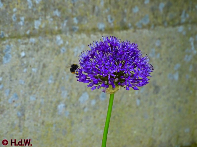 onze tuin 30 april 2024