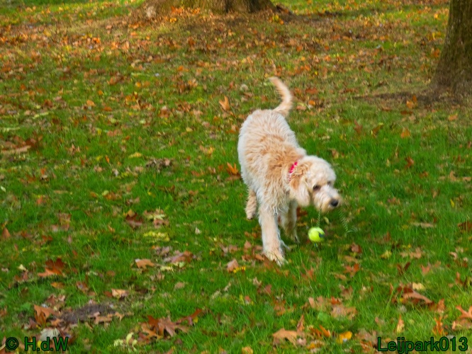 Beestenboel oktober 2025