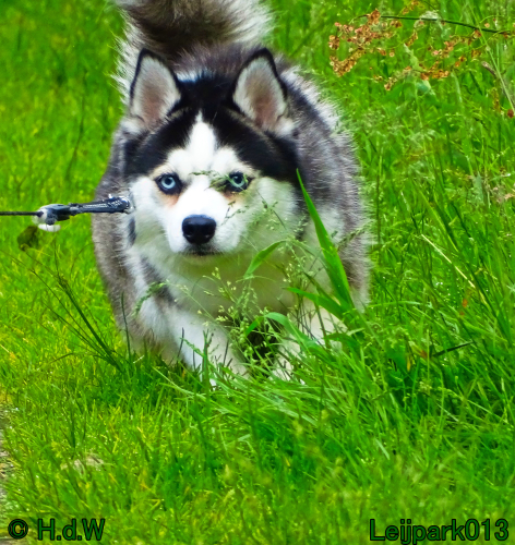 Beestenboel 7 juni 2024