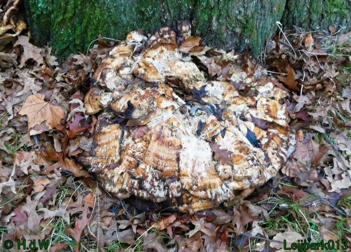 16 &amp; 17 &amp; 18 &amp; 19 december 2024