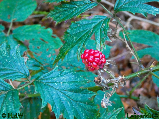 9 &amp; 10 &amp; 11 &amp; 12 januari 2025