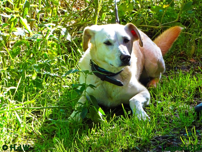 Beestenboel 26 juli 2024