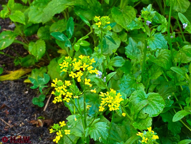 onze tuin 30 april 2024