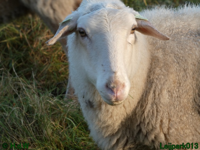 Schaapjes in het Leijpark