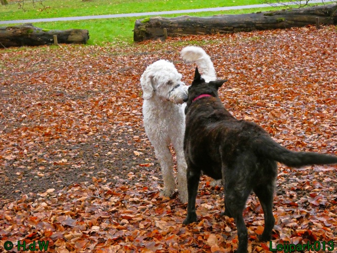 Beestenboel december 2024