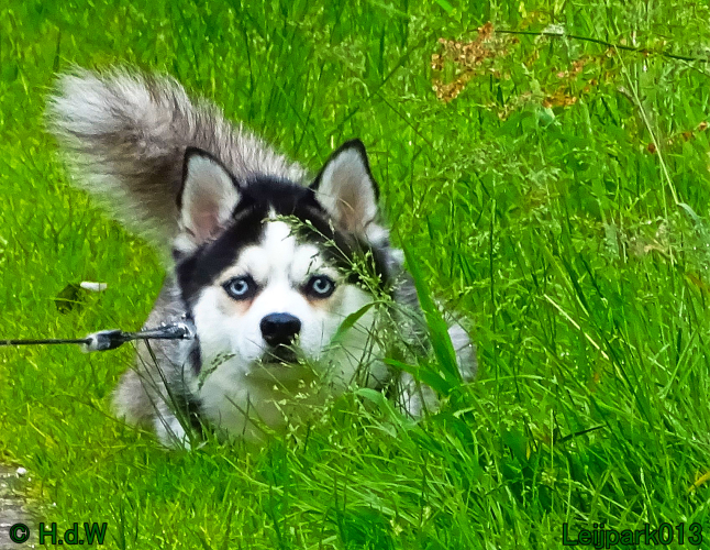 Beestenboel 7 juni 2024