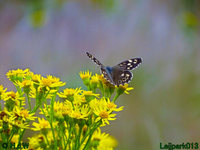 29 &amp; 30 &amp; 31 juli &amp; 1 augustus 2024