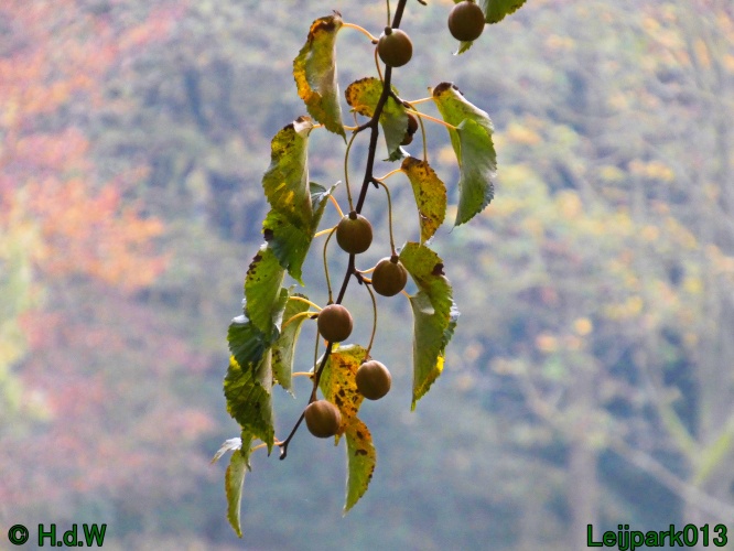 10 &amp; 11 &amp; 12 &amp; 13 november 2024