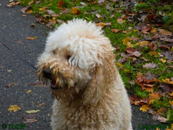 Beestenboel december 2024