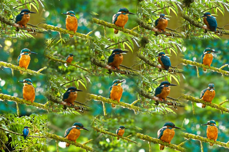 ijsvogel