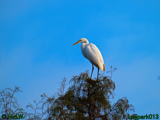 Zilverreiger in top in de boom