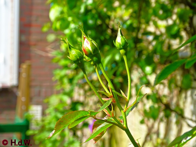 onze tuin 30 april 2024