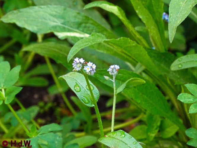 onze tuin 30 april 2024