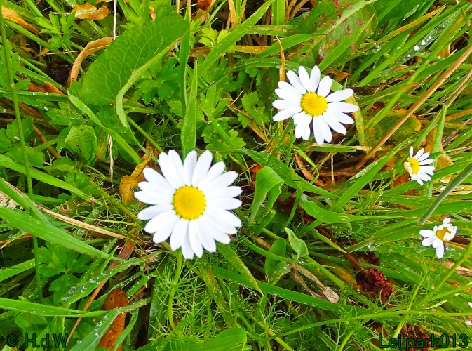 25 &amp; 26 &amp; 27 &amp; 28 juli 2024