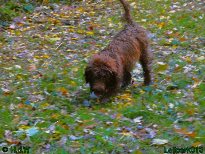 Beestenboel oktober 2025