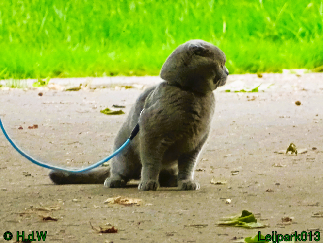 Beestenboel 7 juni 2024