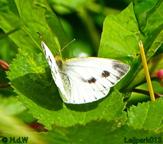 9 &amp; 10 &amp; 11 &amp; 12 juli 2024