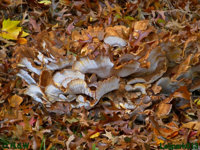 28 &amp; 29 &amp; 30 &amp; 31 oktober 2025