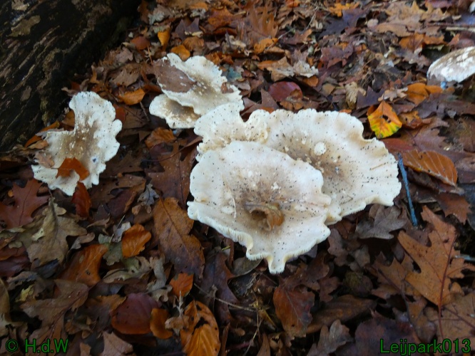 10 &amp; 11 &amp; 12 &amp; 13 november 2024