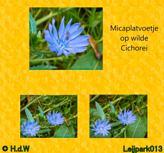 Micaplatvoetje