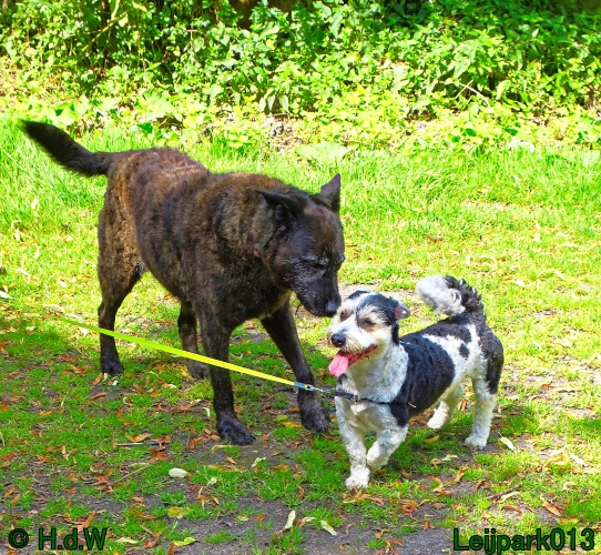 Beestenboel 26 juli 2024